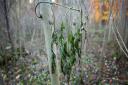 A young Common Ash Tree, with symptoms of the deadly plant pathogen fungus Chalara Fraxinea Dieback. Pic: Gareth Fuller/PA Wire