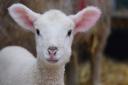 One of the five-day-old lambs born at Wroxham Barns