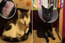 Owners are worried for their cats in the Catton Grove area after multiple owners reported their moggies coming home with three to four-inch gashes in their sides