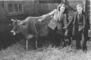 Joyce and John Green with their cow called Molly. Photo: EDP supplied by Joyce Flaxman.