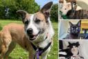 Could you give any of these Sussex RSPCA pets a home?