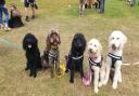 The All About Dogs Show is returning to the Norfolk Showground.