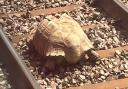 Clyde the tortoise on the line between Norwich and Cambridge