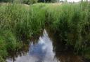 Hellington Beck at the Common Community Reserve, where there may be warrior ghosts.