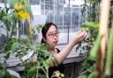 Dr Jie Li examines vitamin D-enriched tomatoes at the John Innes Centre in Norwich