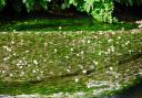 Ranunculus in all its glory - when you can get there before the swans