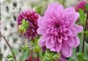 Dahlias will bloom from summer through to the first frosts