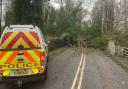 Many falling trees damaged power lines, cutting off some areas in Norfolk from electricity.