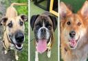 Dogs up for adoption at Dogs Trust rehoming centre in Snetterton.