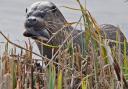 An otter was seen darting across the Norfolk Broads