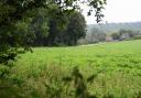 Woodland near Ringland in the Wensum valley, where the western link road to the Northern Broadway (NDR) would be built. Picture: DENISE BRADLEY