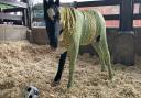 Donations for Phoenix included a Norwich City coloured vet wrap and football.