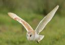 An owl flying out in the early evening light, Norfolk.