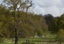 The run is held at Catton Park in Norwich