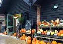 There are plenty of pumpkins to pick at Old Hall Farm Picture: Old Hall Farm