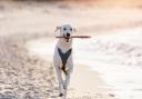 A beach walk is a great way of blowing away the cobwebs