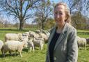 Camilla Darling with some of the rare breed sheep at Intwood Farm, where she runs a new specialist butchery launched during lockdown