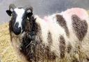 One of the new Jacob sheep at Wroxham Barns.