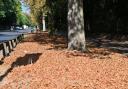 The severe dry weather has caused many trees to go into false autumn