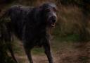 Are the Hethersett Faines a distant relation of Black Shuck? Picture: Archant Library/Sam Robbins