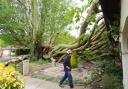 A huge 30m elm tree on Park Drive in Worlingham which has severely damaged two properties and caused minor damage to another. The base of the tree.  Picture: James Bass