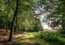 The Great Wood, Blickling