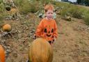 The Ha Ha Farm pumpkin patch will also boast a range of activities.