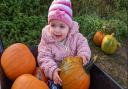 The Rookery Meadows pumpkin patch has doubled in size for 2022.