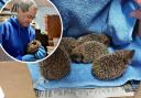 John Claxton has announced that TSA Hedgehog Rescue will close at the end of the month