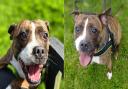 Stormy the staffie is eagerly awaiting the arrival of her forever family