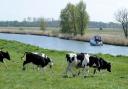 Cattle by St Benet's Abbey