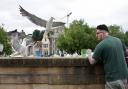 A cautionary warning about seagulls during the summer has been released by the British Pest Control Association (BPCA)