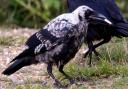 An ash-coloured carrion crow was spotted with a cigarette butt in its mouth