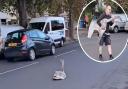 John Coles helped rescue a swan stuck in Aylsham Road in Norwich