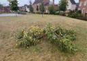 The vandalism of a young tree in a city suburb has upset the locals and prompted an investigation