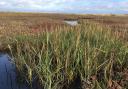 Spartina anglica growing in north Norfolk