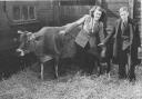 Joyce and John Green with their cow called Molly. Photo: EDP supplied by Joyce Flaxman.