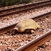 The tortoise on the Norwich to Stansted line this afternoon.