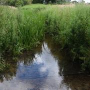 Hellington Beck at the Common Community Reserve, where there may be warrior ghosts.