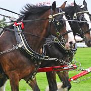 Drivers are facing heavy traffic as they leave the Royal Norfolk Show following its first day