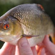 Let’s get our roach back before worrying about burbot, says John Bailey