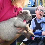 Ewes and lambs were delivered to the Clare School in Norwich as part of an educational project to help Norfolk schools 'Learn about Livestock'