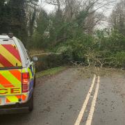 Many falling trees damaged power lines, cutting off some areas in Norfolk from electricity.