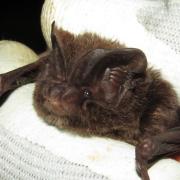 Concerns have been raised about the road's impact on barbastelle bats.