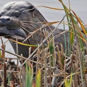 An otter was seen darting across the Norfolk Broads