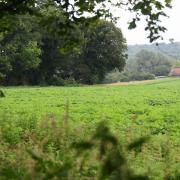 Woodland near Ringland in the Wensum valley, where the western link road to the Northern Broadway (NDR) would be built. Picture: DENISE BRADLEY