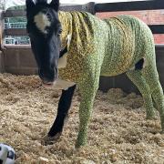 Donations for Phoenix included a Norwich City coloured vet wrap and football.