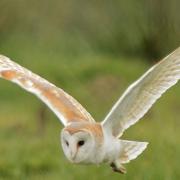 An owl flying out in the early evening light, Norfolk.