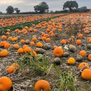 Wroxham Barns is holding its biggest Pumpkin Festival ever this October half term.