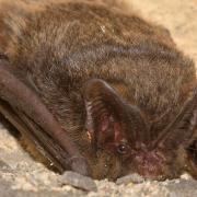 A barbastelle bat